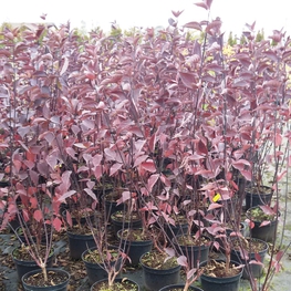 Дёрен белый Кессельринга (Cornus alba 'Kesselringii')