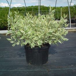 Дёрен белый Айвори Хало (Cornus alba 'Ivory Halo')