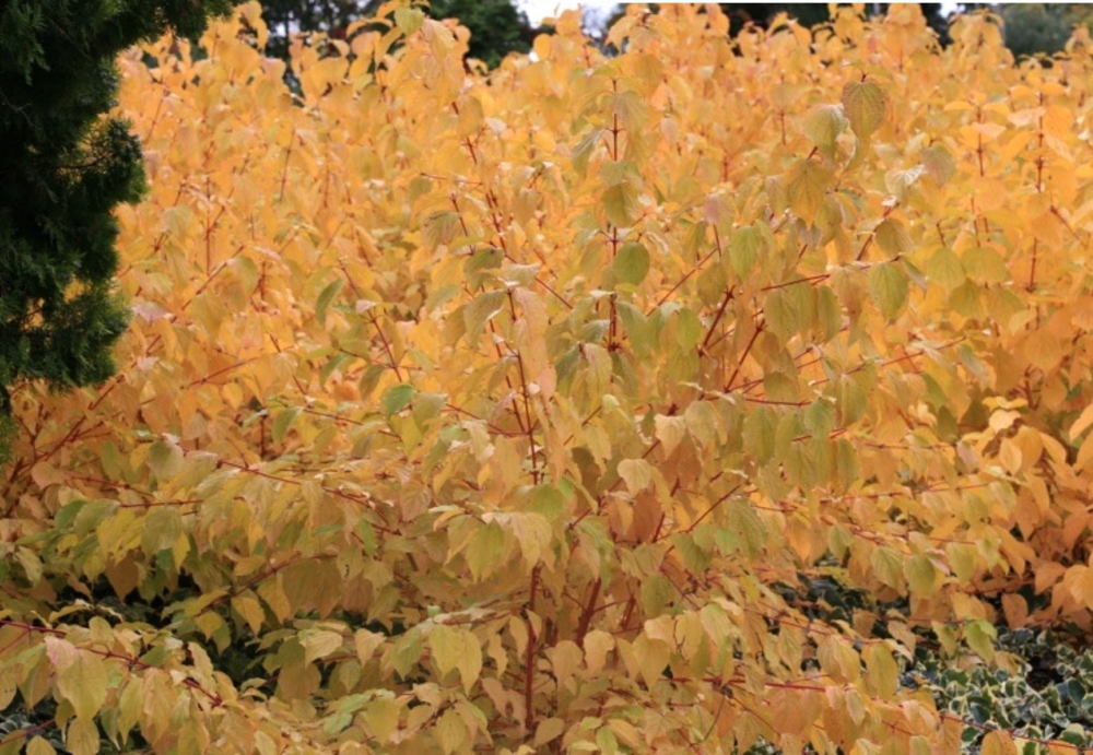 Дерен кроваво-красный Эннис Винтер Оранж (Cornus sanguinea 'Anny's Winter Orange')