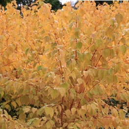 Дерен кроваво-красный Эннис Винтер Оранж (Cornus sanguinea 'Anny's Winter Orange')