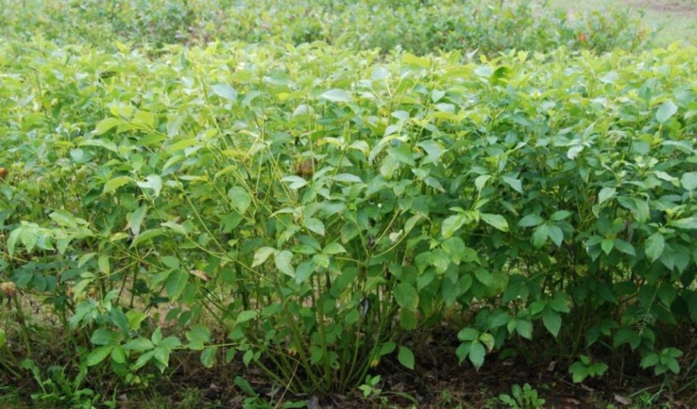 Дерен отпрысковый Флавирамеа (Cornus sericea 'Flaviramea')