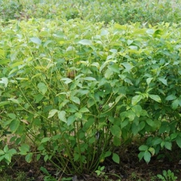 Дерен отпрысковый Флавирамеа (Cornus sericea 'Flaviramea')