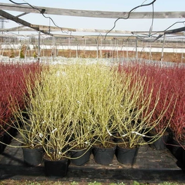 Дерен отпрысковый Флавирамеа (Cornus sericea 'Flaviramea')