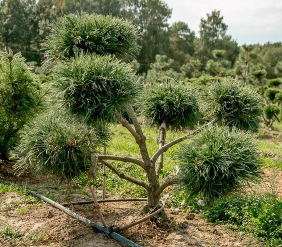 Кедровый стланик Глаука (Pinus pumila 'Glauca')