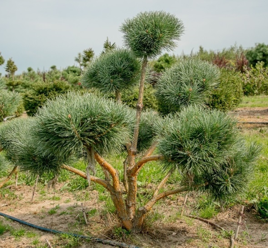 Сосна обыкновенная Ватерери (Pinus sylvestris 'Watereri')