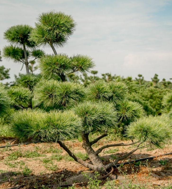 Сосна веймутова Радиата (Pinus strobus 'Radiata')