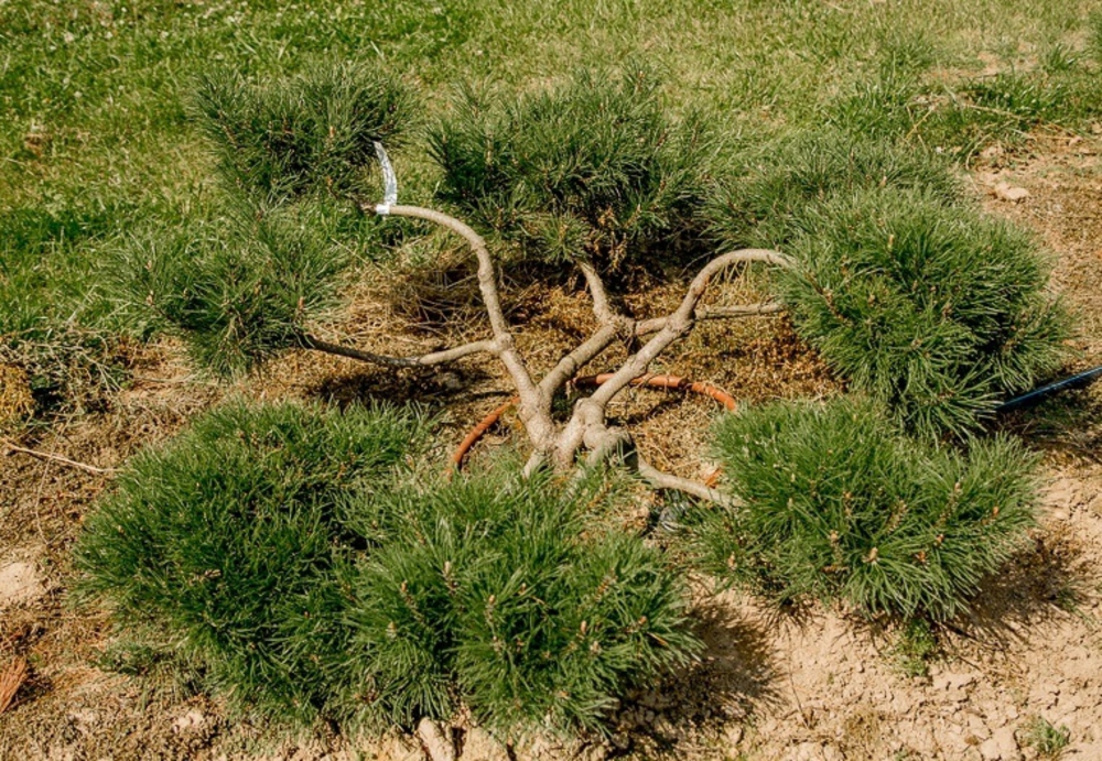Сосна горная (Pinus mugo)