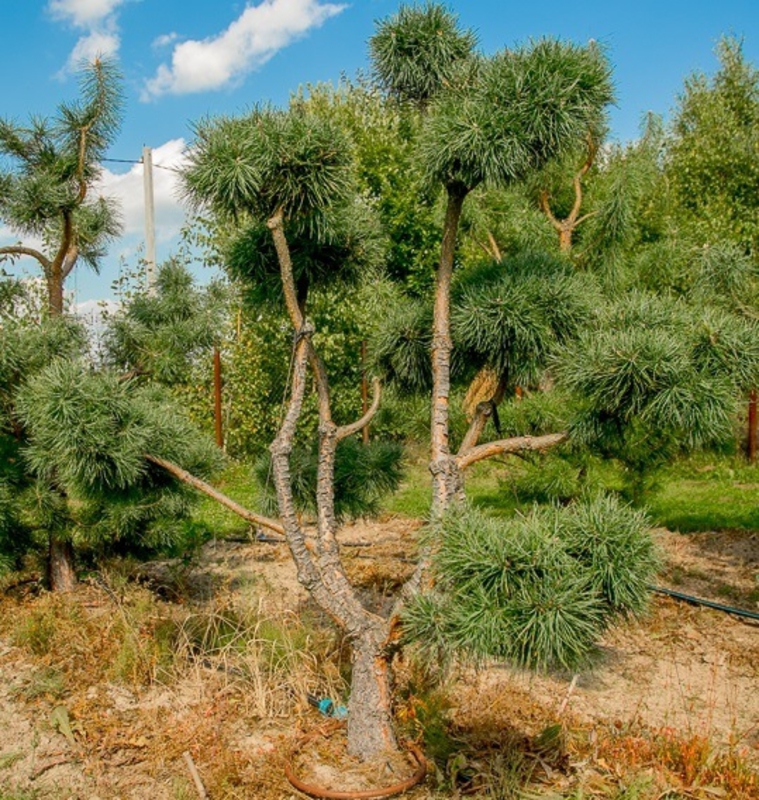 Сосна обыкновенная (Pinus sylvestris)