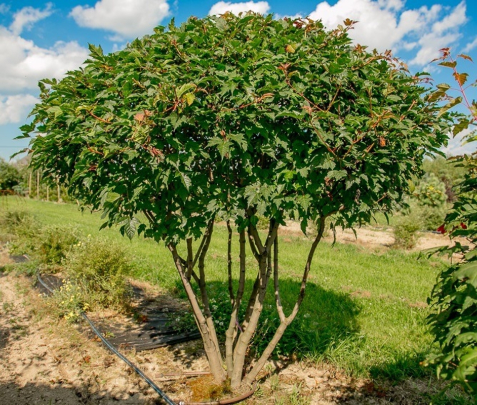 Клен Гиннала