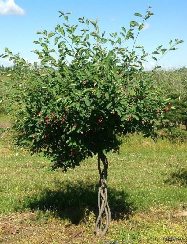Ирга канадская (Amelanchier canadensis)