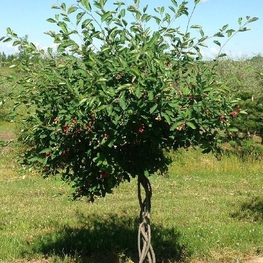 Ирга канадская (Amelanchier canadensis)