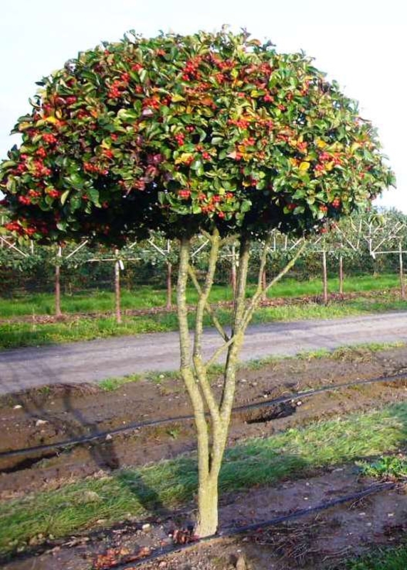 Боярышник кроваво-красный (Crataegus sanguinea)