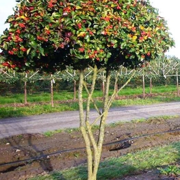 Боярышник кроваво-красный (Crataegus sanguinea)