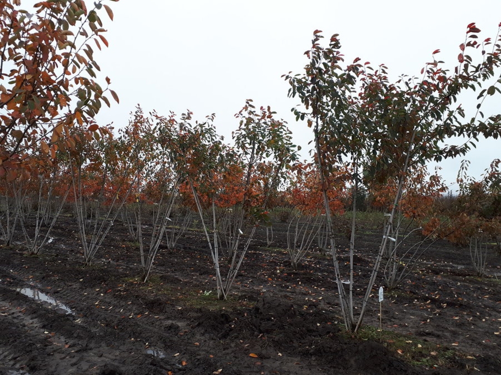 Ирга Ламарка Ламарки (Amelanchier lamarckii) ф. зонт