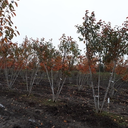Ирга Ламарка Ламарки (Amelanchier lamarckii) ф. зонт