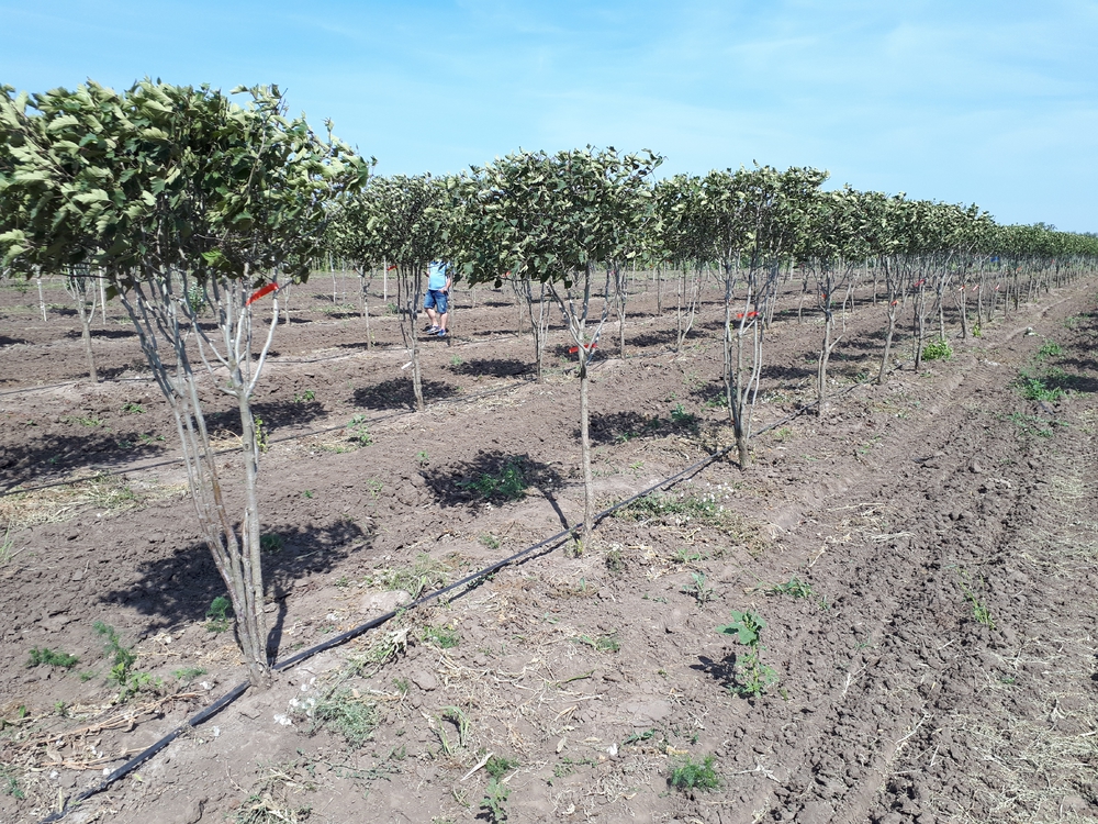 Боярышник мягковатый (Crataegus submollis)