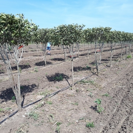 Боярышник мягковатый (Crataegus submollis)