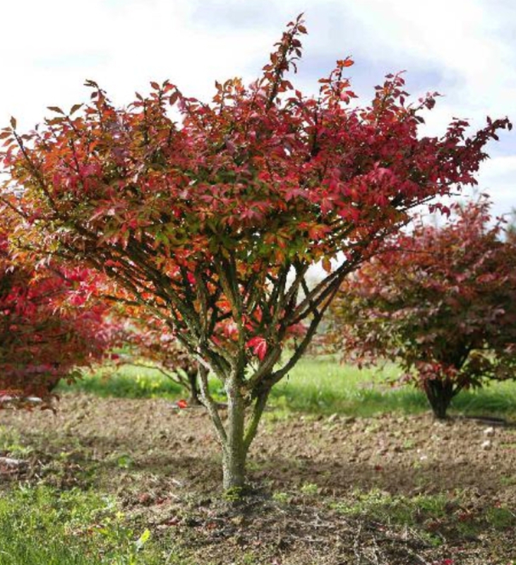Бересклет европейский (Euonymus europaeus)