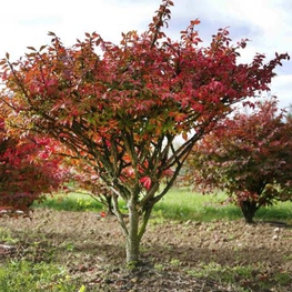 Бересклет европейский (Euonymus europaeus)