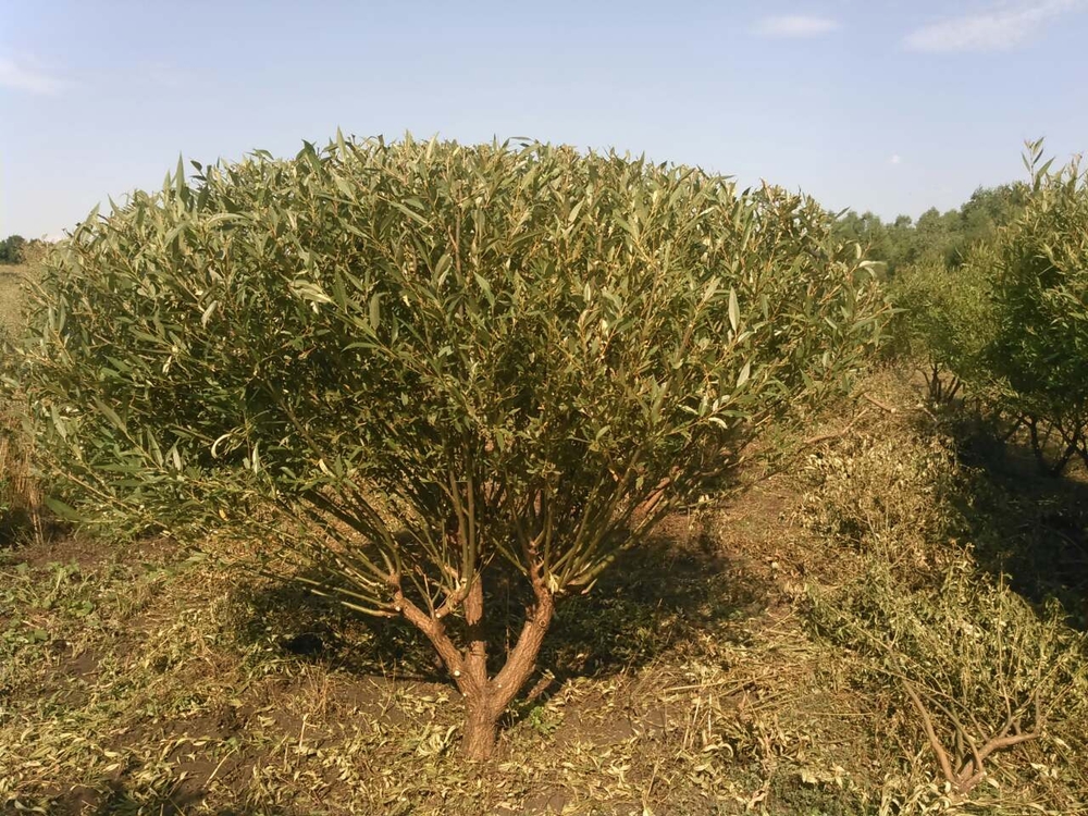 Ива ломкая (Salix fragilis)