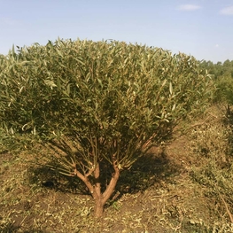 Ива ломкая (Salix fragilis)