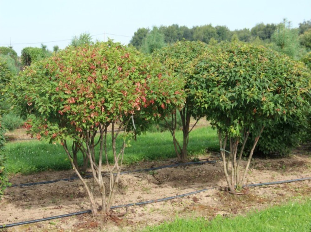 Клен татарский (Acer tataricum)