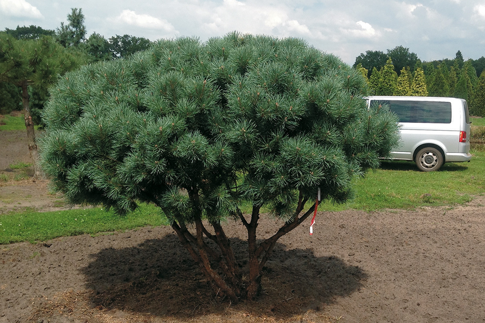 Сосна обыкновенная Ватерери (Pinus sylvestris 'Watereri') ф. зонт