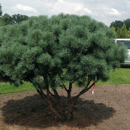 Сосна обыкновенная Ватерери (Pinus sylvestris 'Watereri') ф. зонт