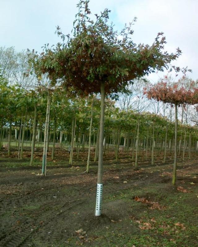 Дуб болотный (Quercus palustris)