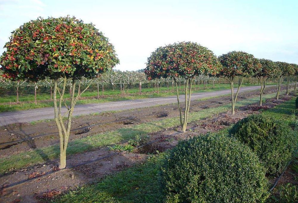Боярышник сливолистный (Crataegus prunifolia)