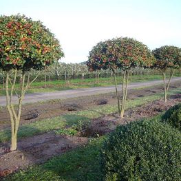 Боярышник сливолистный (Crataegus prunifolia)