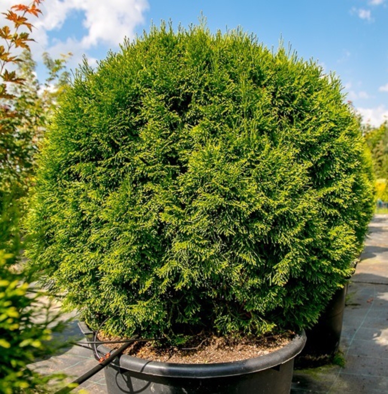 Туя западная Смарагд (Thuja occidentalis 'Smaragd')
