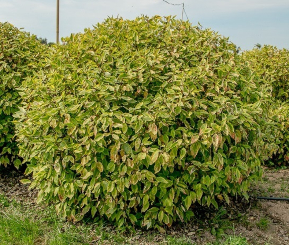 Дерен белый Гошольти (Cornus alba 'Gouchaultii')