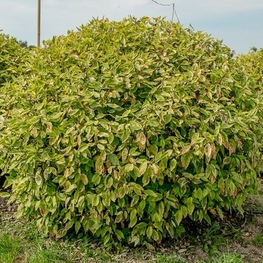 Дерен белый Гошольти (Cornus alba 'Gouchaultii')