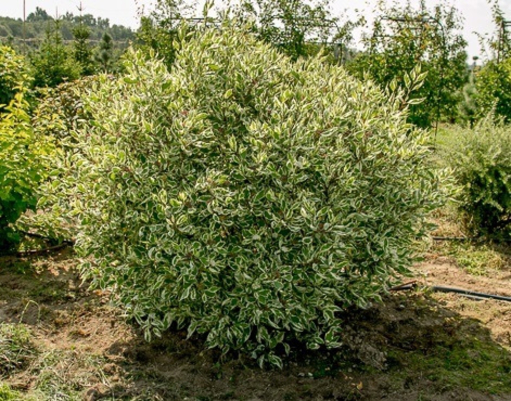 Дерен белый Элегантиссима (Cornus alba 'Elegantissima')