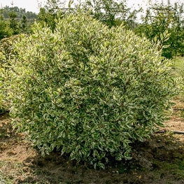 Дерен белый Элегантиссима (Cornus alba 'Elegantissima')