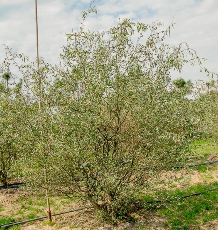 Ива извилистая Свердловская-2 (Salix matsudana 'Sverdlovskaya-2')