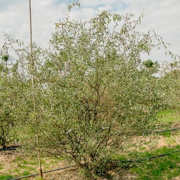 Ива извилистая Свердловская-2 (Salix matsudana 'Sverdlovskaya-2')