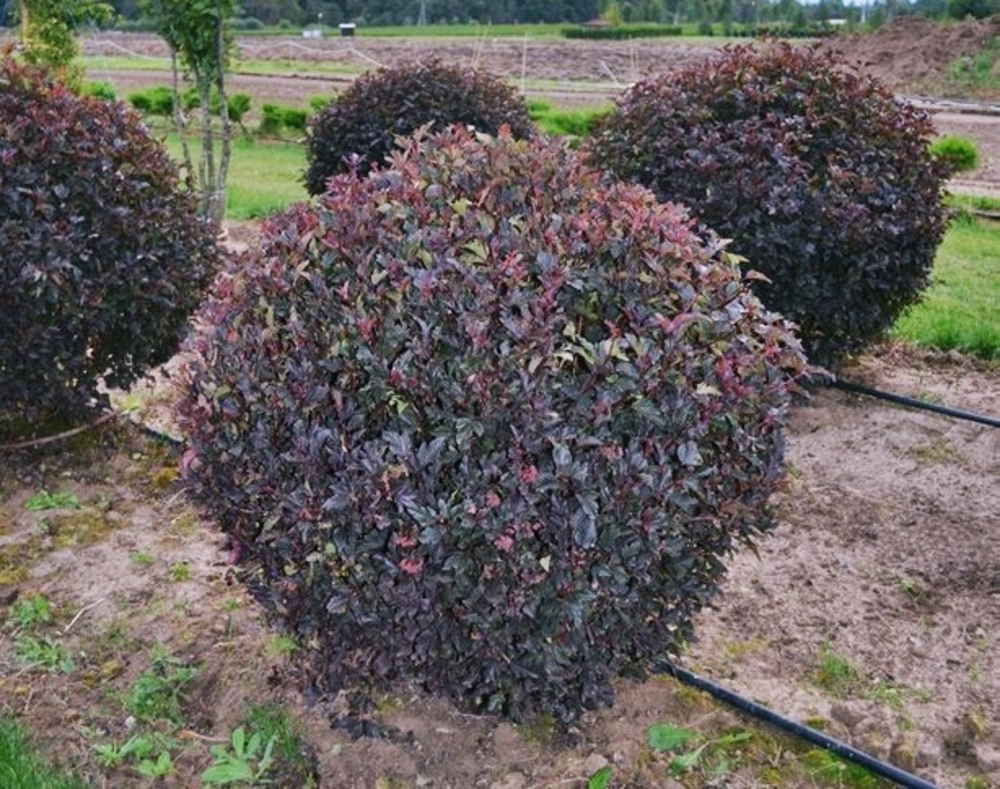 Пузыреплодник калинолистный "Red Baron"
