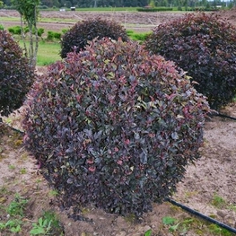 Пузыреплодник калинолистный Ред Барон (Physocarpus opulifolius 'Red Baron')