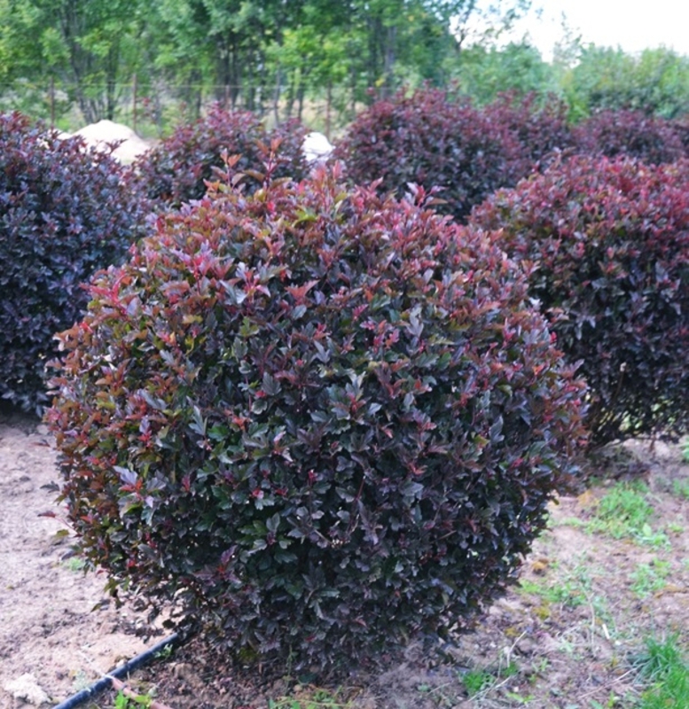 Пузыреплодник калинолистный Андреа (Physocarpus opulifolius 'Andrea')