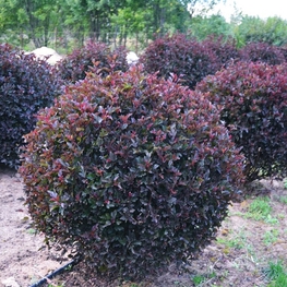 Пузыреплодник калинолистный Андреа (Physocarpus opulifolius 'Andrea')