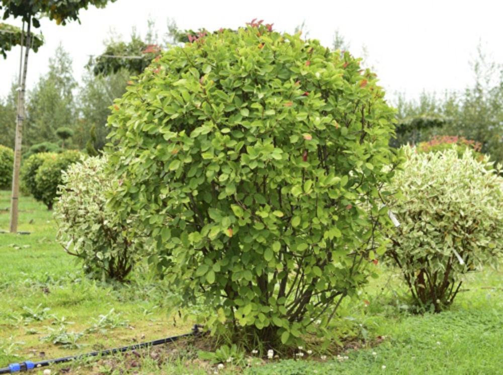 Ирга канадская (Amelanchier canadensis)