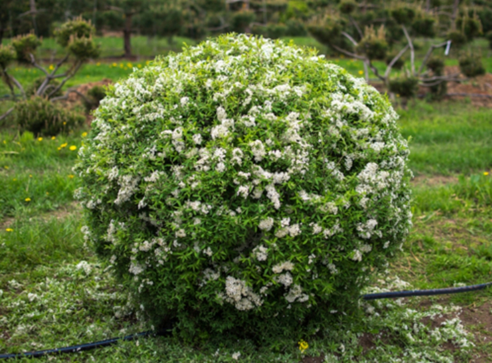 Спирея серая Грефшейм (Spiraea x cinerea 'Grefsheim')