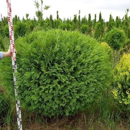 Туя западная Брабант (Thuja occidentalis 'Brabant')