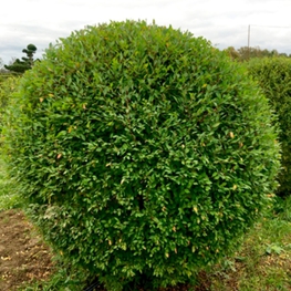 Вяз мелколистный (Ulmus pumila)