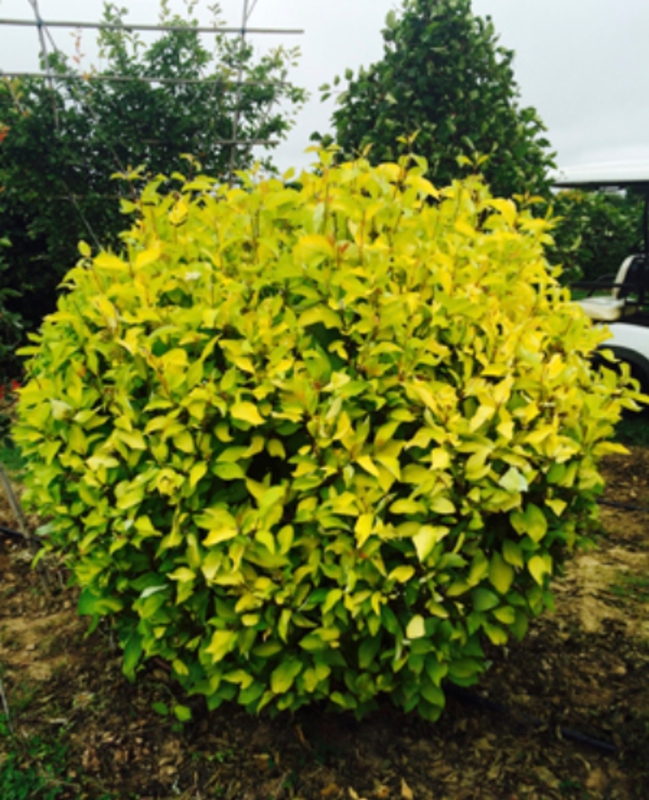 Дерен белый Ауреа (Cornus alba 'Aurea')
