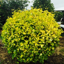 Дерен белый Ауреа (Cornus alba 'Aurea')