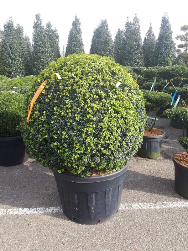 Самшит вечнозеленый (Buxus sempervirens)