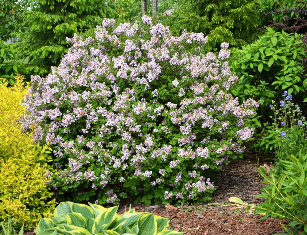 Сирень Мейера Палибин (Syringa meyeri 'Palibin')